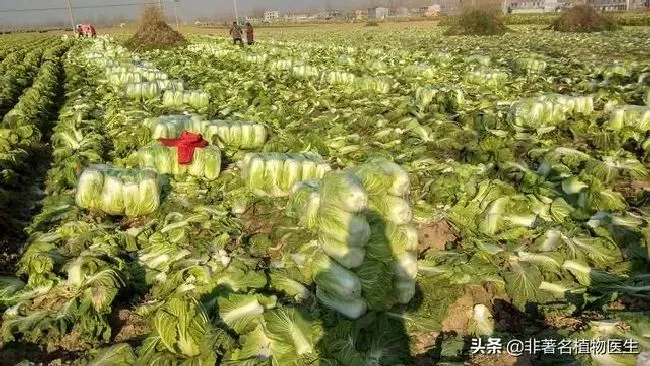 种植管理|越冬白菜什么时候收获，冬储大白菜如何收获与过冬贮藏）