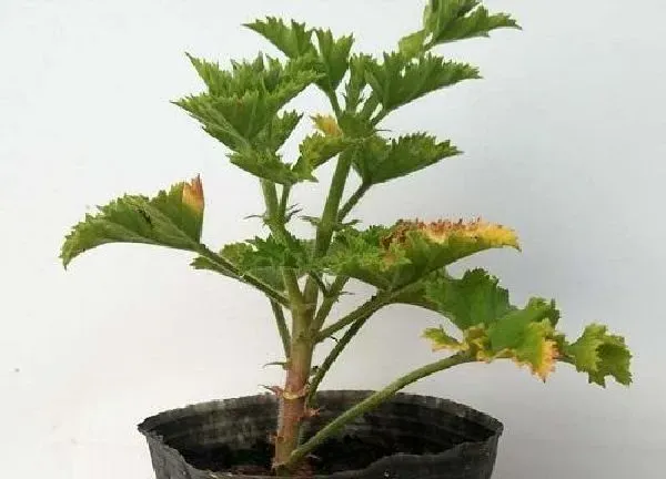 植物移栽|天竺葵上盆时间与养护方法