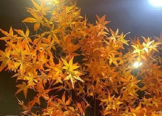 种植管理|五角枫耐涝吗