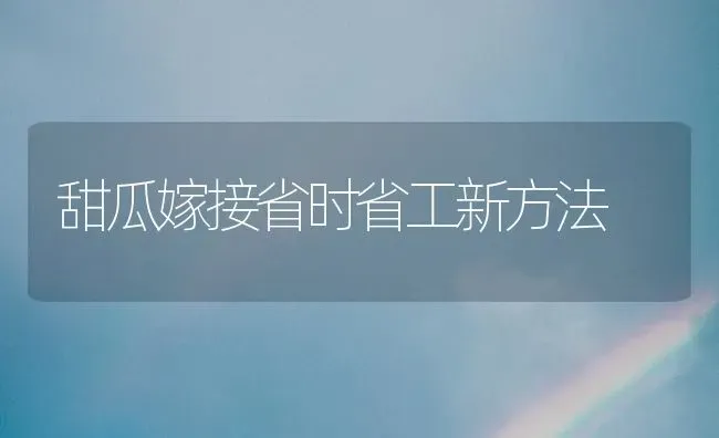 甜瓜嫁接省时省工新方法 | 瓜果种植