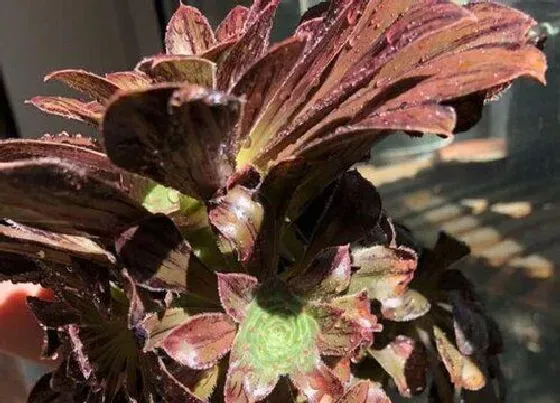 种植土壤|紫羊绒配土方法与种植土壤