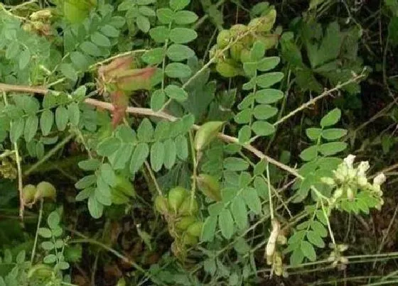 植物百科|黄芪产地哪里的最好（甘肃野生黄芪全国闻名世界第一）