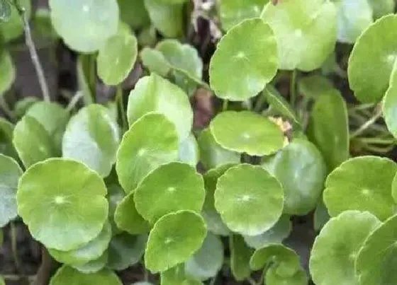 植物百科|和雷公根长得很像的草