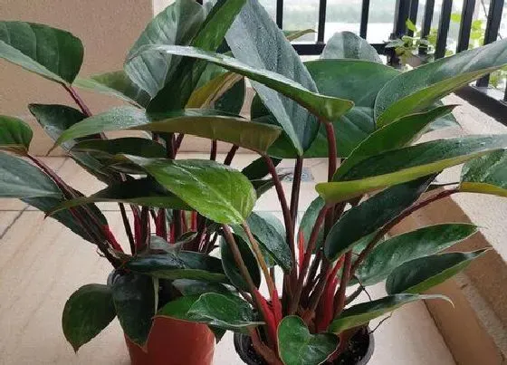 植物寓意|金钻花的寓意和象征 金钻的花语及开花象征着什么