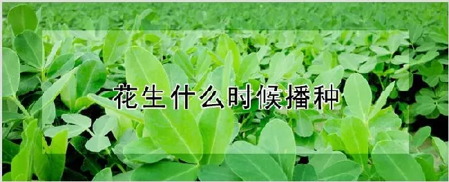 花生什么时候播种 | 耕种资料