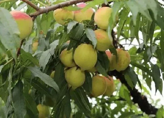 果实成熟|芙蓉李什么时候成熟上市