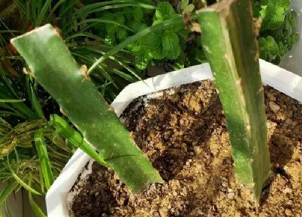 植物换土|火龙果换土时间和方法