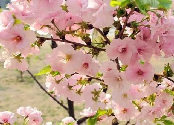 花语|什么花的花语是温柔善良