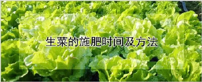 生菜的施肥时间及方法 | 种植资料