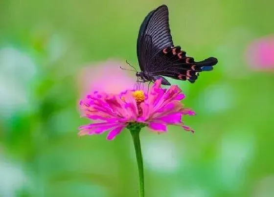 花语|什么花代表分手