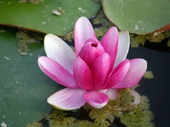 风水百科|家里为什么不能养荷花