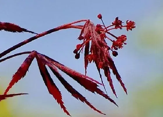 花卉百科|加拿大的国花是什么花