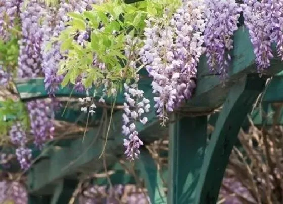 冬天植物|紫藤怕冷吗