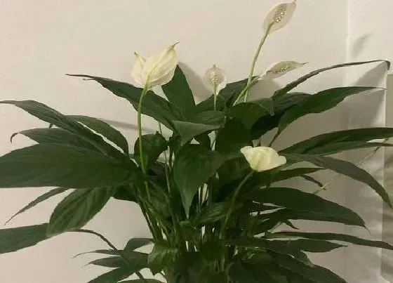 风水百科|家里养白掌吉利吗 白掌养在家里有什么忌讳