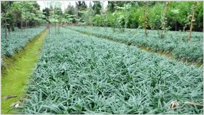 麦冬的种植条件 | 农业科普
