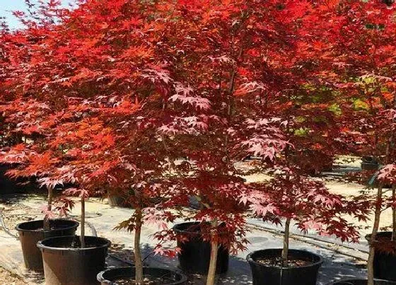 种植管理|五角枫耐涝吗