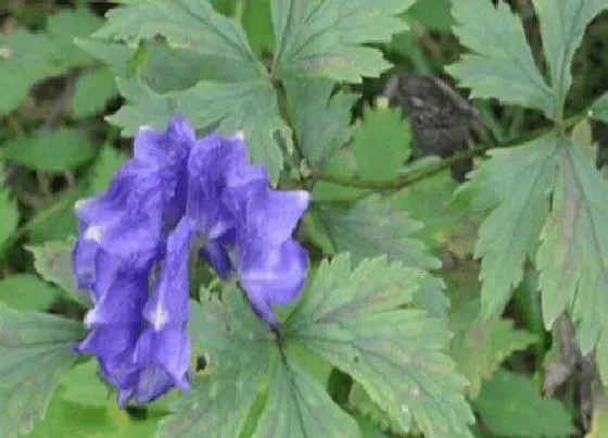 植物百科|血乌是什么植物类别