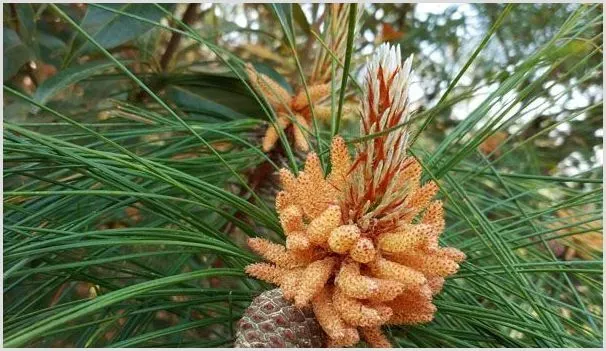 松树会开花吗？松树种植技术 | 养殖技术