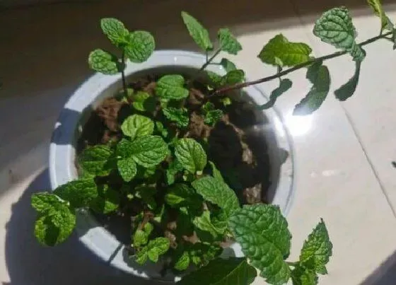 植物播种|驱蚊草什么时候播种最好