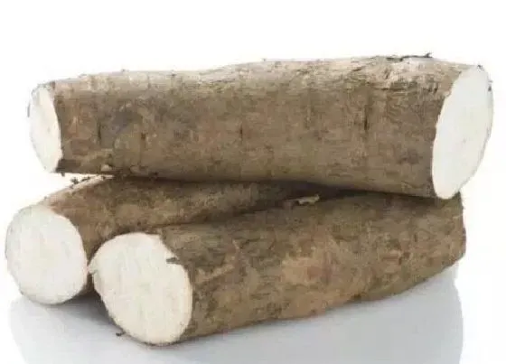 种植管理|木薯几月份种合适
