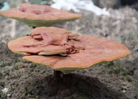 植物百科|肉灵芝生长在什么地方