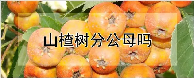 山楂树分公母吗 | 耕种资料