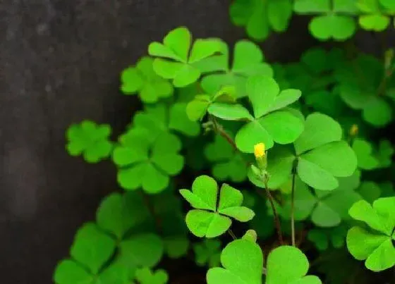 种植土壤|三叶草配土方法与种植土壤