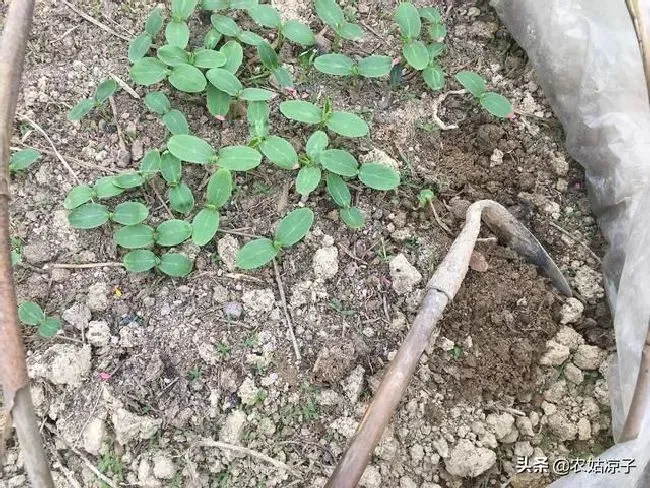 植物育苗|黄瓜的种子怎么育苗，黄瓜种子种植方法与步骤）