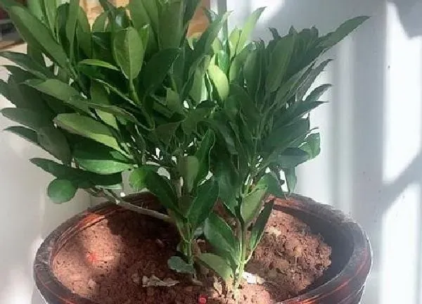 植物移栽|非洲茉莉什么时候换盆好