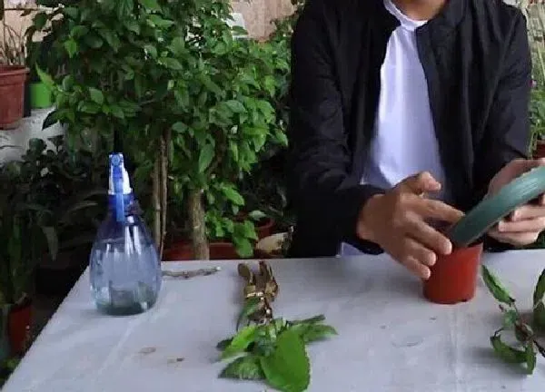 植物扦插|朱瑾几月份扦插最好