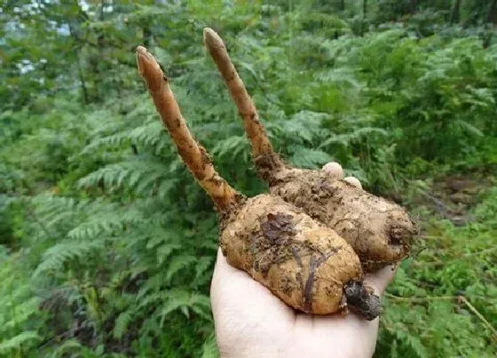 植物产地|野生天麻哪里产的药效最好 正宗野生天麻产地哪里最好