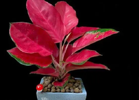 植物百科|吉祥如意开花吗 开花是什么样子