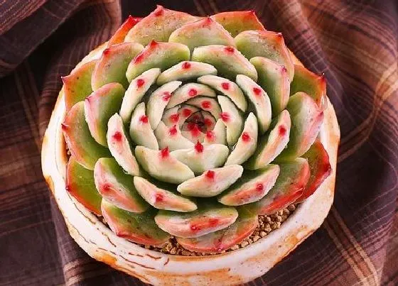 冬天植物|吉娃娃怕冷吗