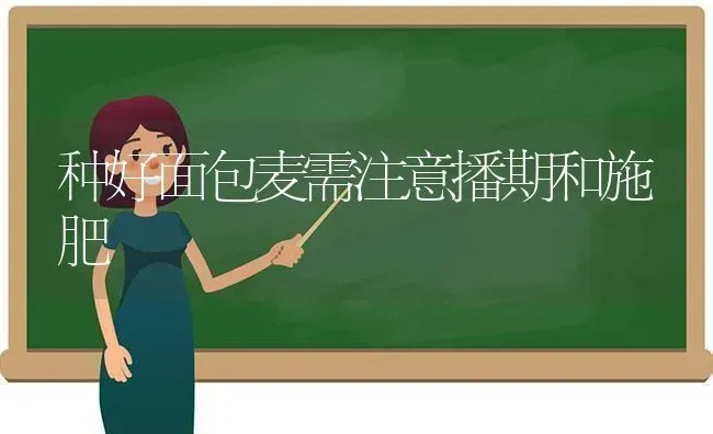 种好面包麦需注意播期和施肥 | 种植肥料施肥