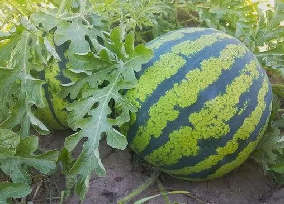 开花时间|西瓜种植多久开花结果 从发芽到开花一般要多久