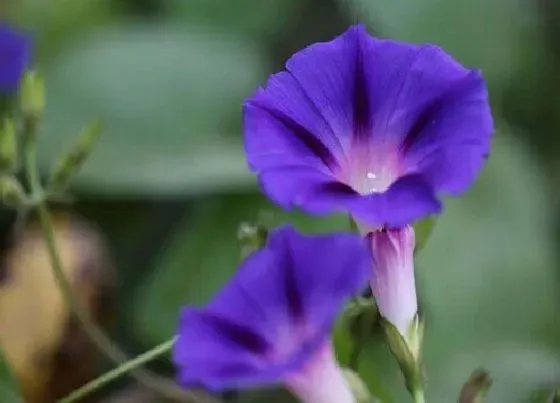 植物百科|美国大牵牛花是多年生吗