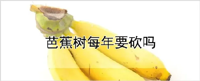 芭蕉树每年要砍吗 | 自然知识