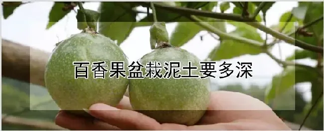 百香果盆栽泥土要多深 | 种植资料