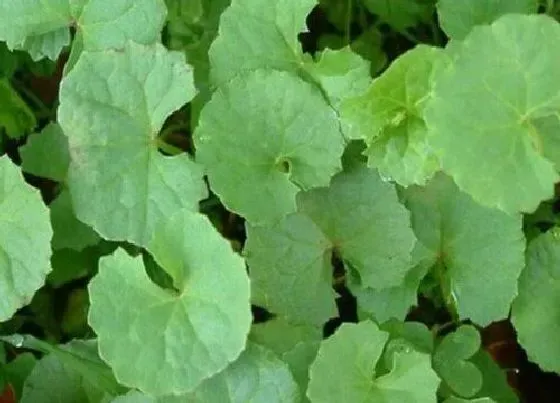 植物百科|和雷公根长得很像的草