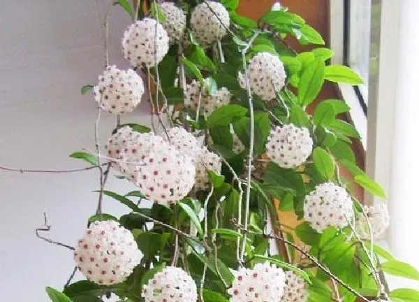 养殖科普|球兰戴维德勤花吗