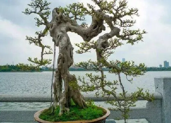 盆景|福建茶盆景养护方法 用什么土栽培好