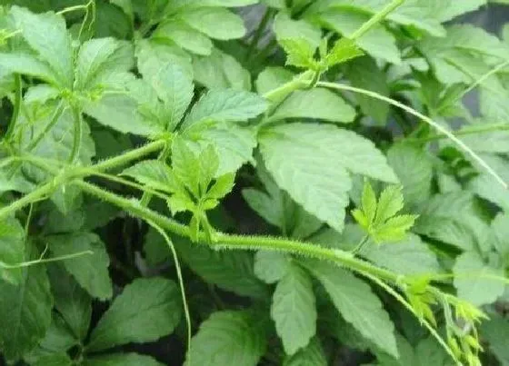 植物百科|绞股蓝是什么植物类别