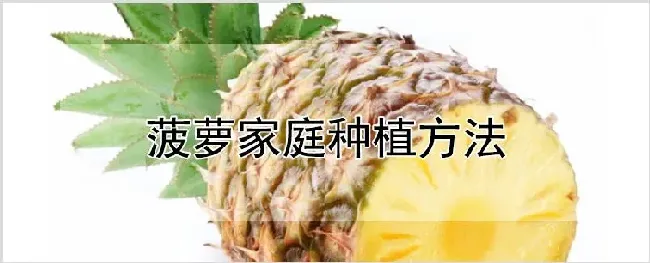 菠萝家庭种植方法 | 农业科普