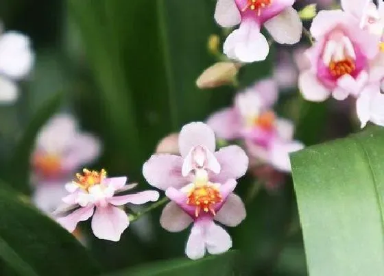 花期|文殊兰一年开几次花