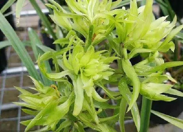 养殖方法|花开富贵怎么养长的好