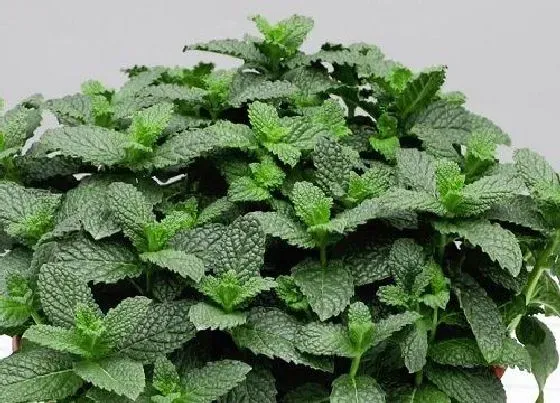植物百科|回回香是什么植物类别