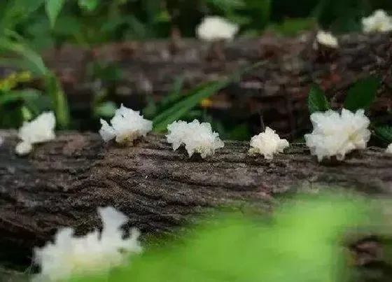 植物产地|白木耳哪里产的最好