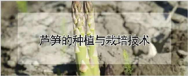 芦笋的种植与栽培技术 | 耕种资料