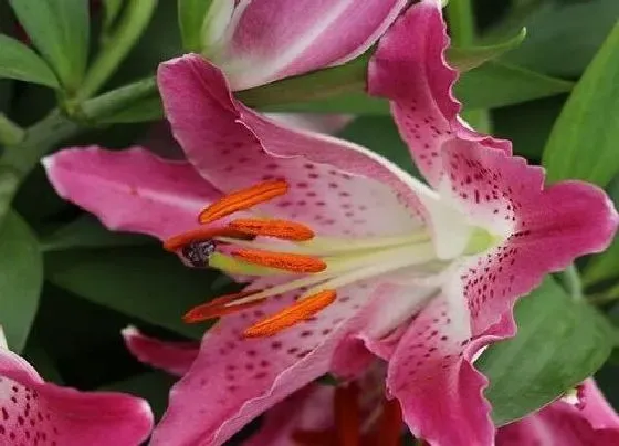 生长环境|百合花生长环境条件及特点