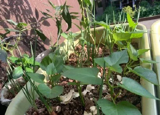 植物施肥|蔬菜底肥放什么肥好，底肥施用方法）
